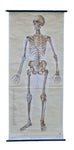 Anatomy illustration 1950th