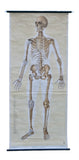 Anatomy illustration 1950th